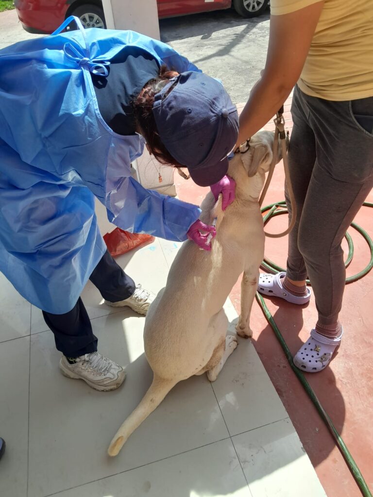 Vacunan a más de 200 perros en Mollendo