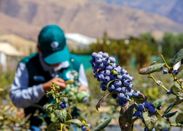 Arándanos moqueguanos ingresan al circuito exportador del país
