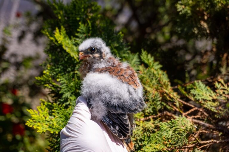 Serfor rescata tres ejemplares de cernícalo americano en Tacna