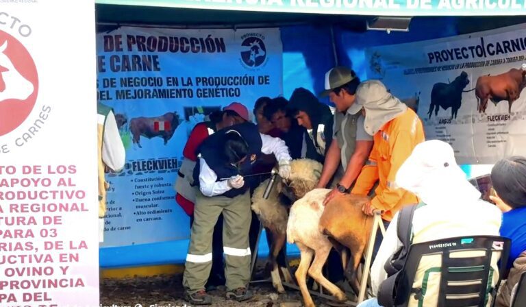 Impulsan mejora genética del ganado ovino en la provincia de Islay