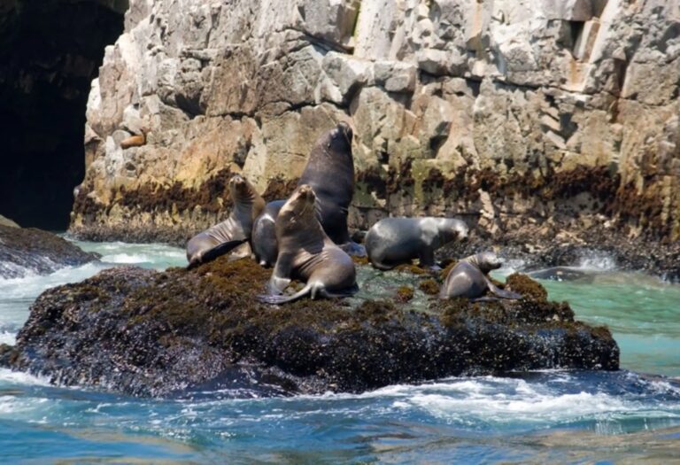 Recomiendan a pescadores y ciudadanos para mitigar conflictos con lobos marinos