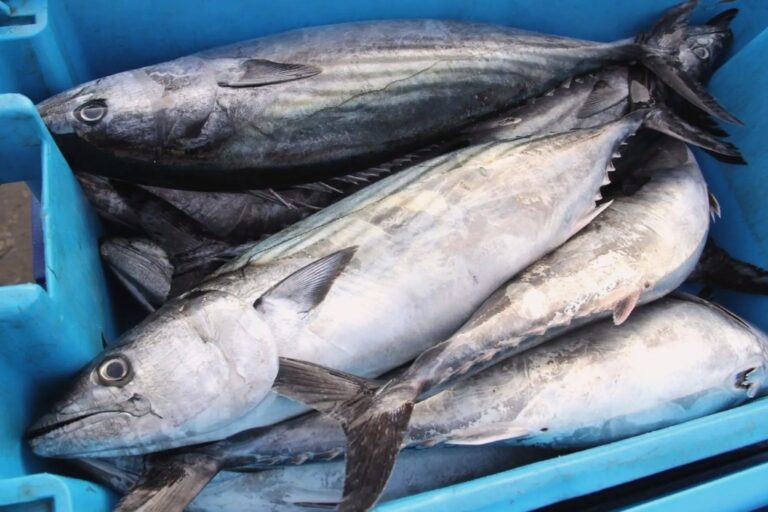 Fijan en nueve toneladas la captura máxima de bonito por faena de pesca artesanal