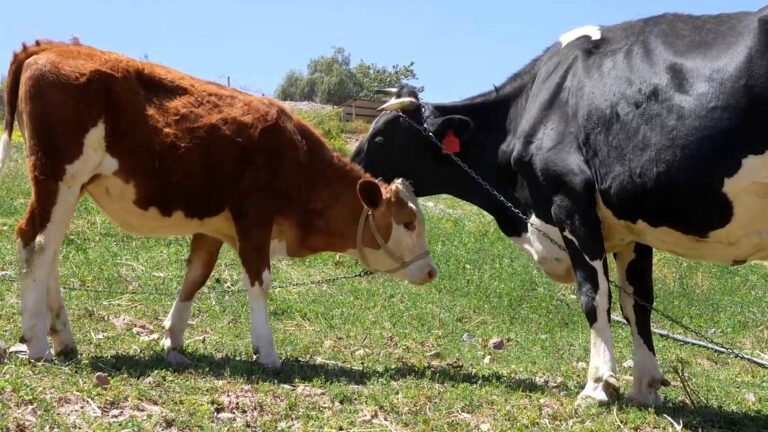 Programa de Liderazgo Agropecuario de Southern Perú fortalece la ganadería en Torata