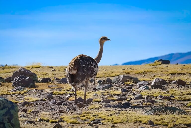 Ministerio del Ambiente presenta resultados del censo de la especie Suri