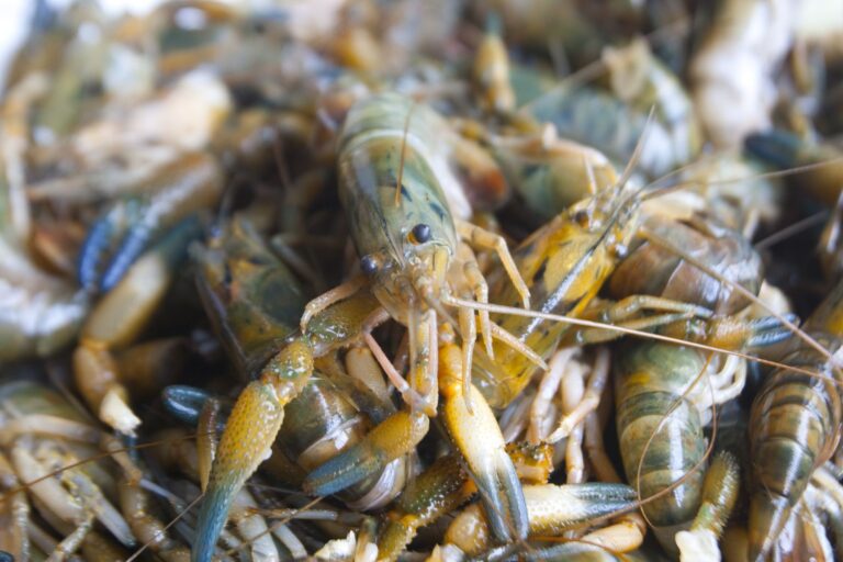 Trinquetes Políticos: En Omate el camarón es nocivo