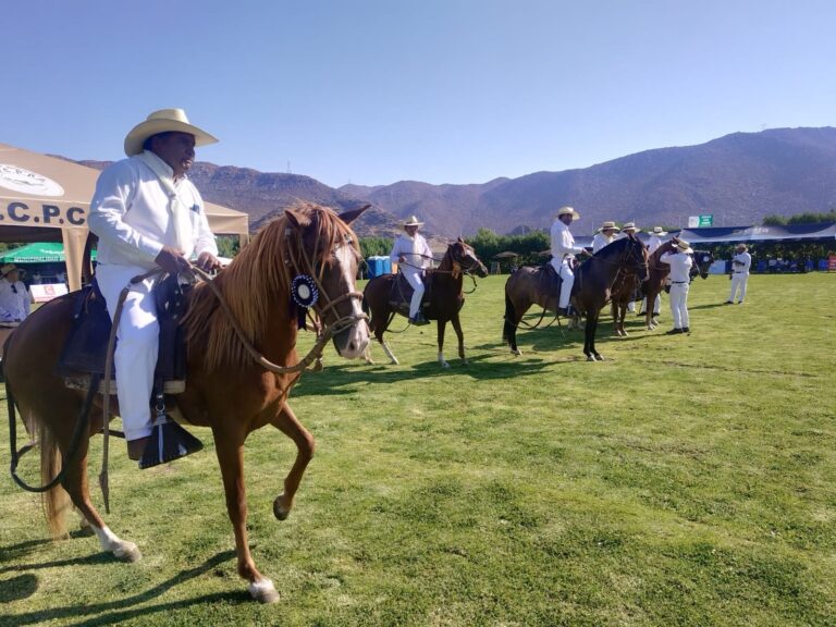 Sabandía será sede del concurso regional de caballo de paso