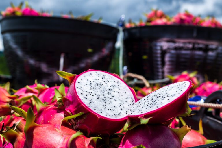 Moquegua podría convertirse en la capital peruana de la pitahaya