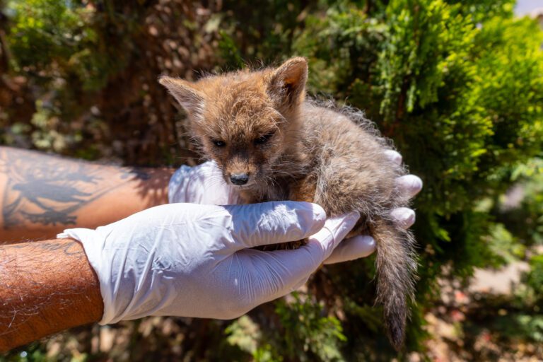 Ilo: SERFOR rescata a cría de zorro gris hallada en la carretera Costanera Sur