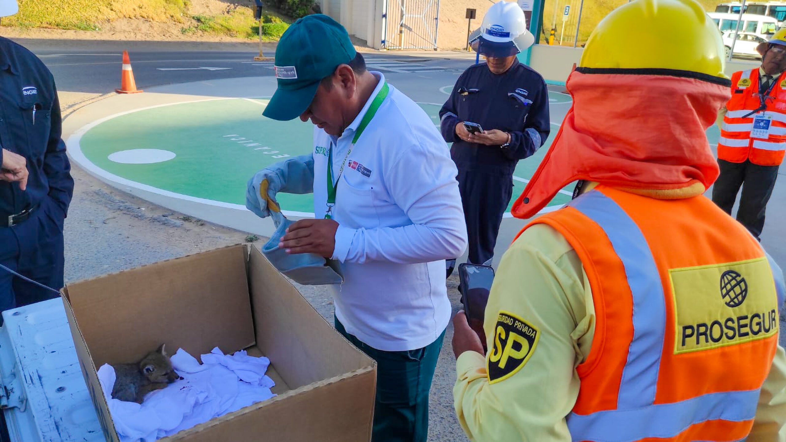Ilo: SERFOR rescata a cría de zorro gris hallada en la carretera Costanera Sur 1 SERFOR rescata a cria de zorro gris hallada en la Costanera Sur Ilo 22112025 2 scaled La Prensa Regional