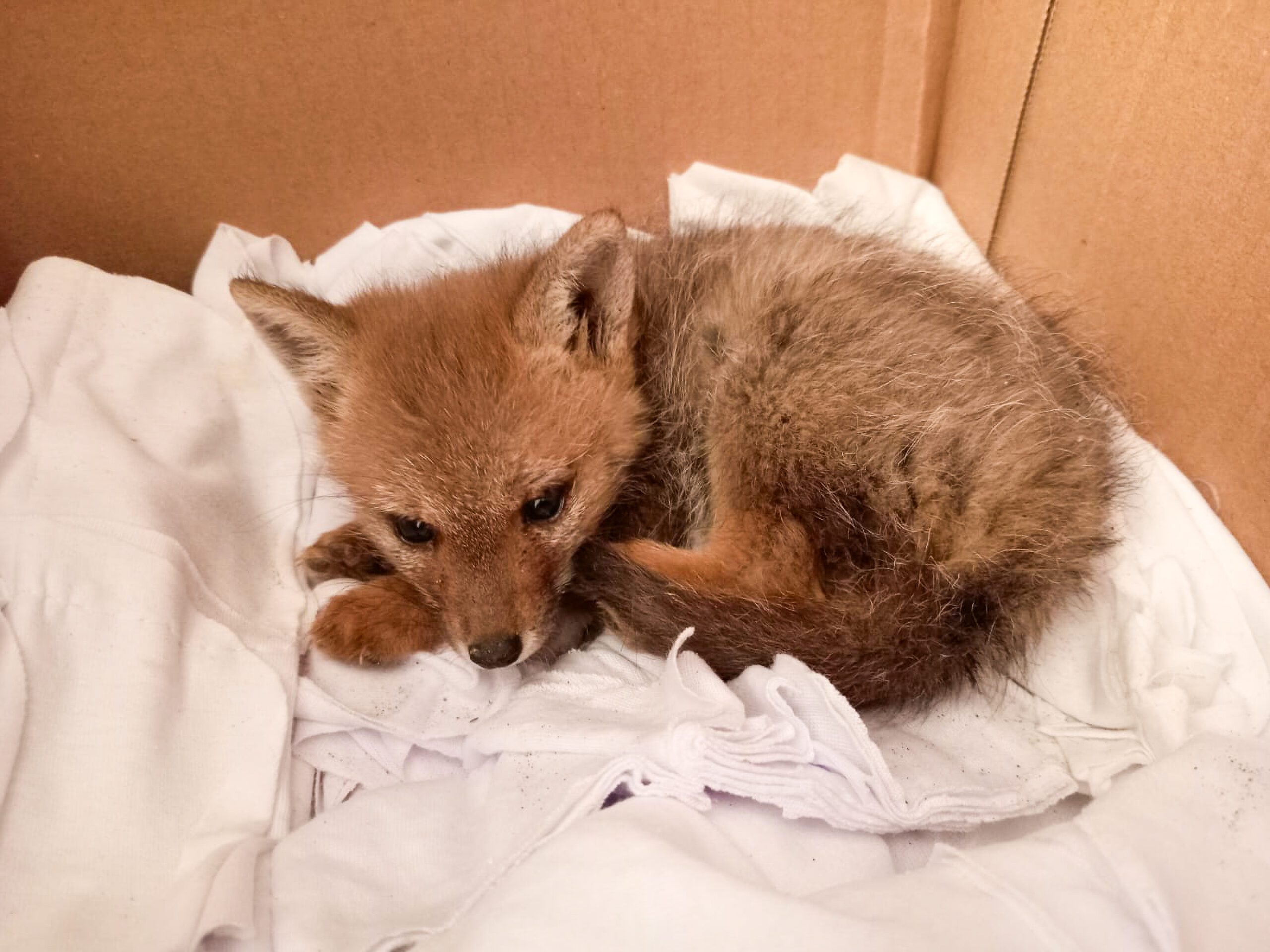 Ilo: SERFOR rescata a cría de zorro gris hallada en la carretera Costanera Sur 2 SERFOR rescata a cria de zorro gris hallada en la Costanera Sur Ilo 22112025 3 scaled La Prensa Regional