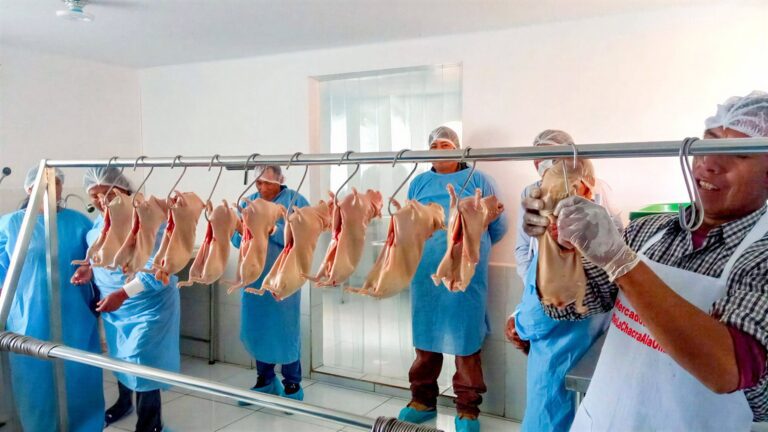 MIDAGRI: Moquegua y Arequipa fortalecen la crianza tecnificada de cuyes