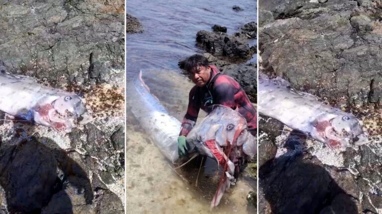 Hallan pez remo varado en playa Tres Hermanas de Ilo