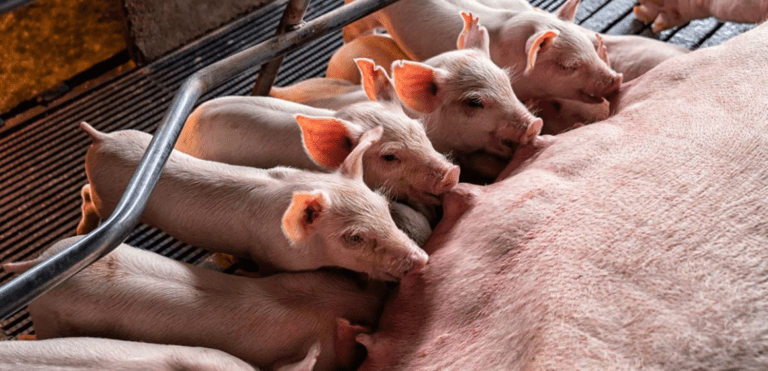 Productores de porcinos recibieron capacitación técnica en Cocachacra