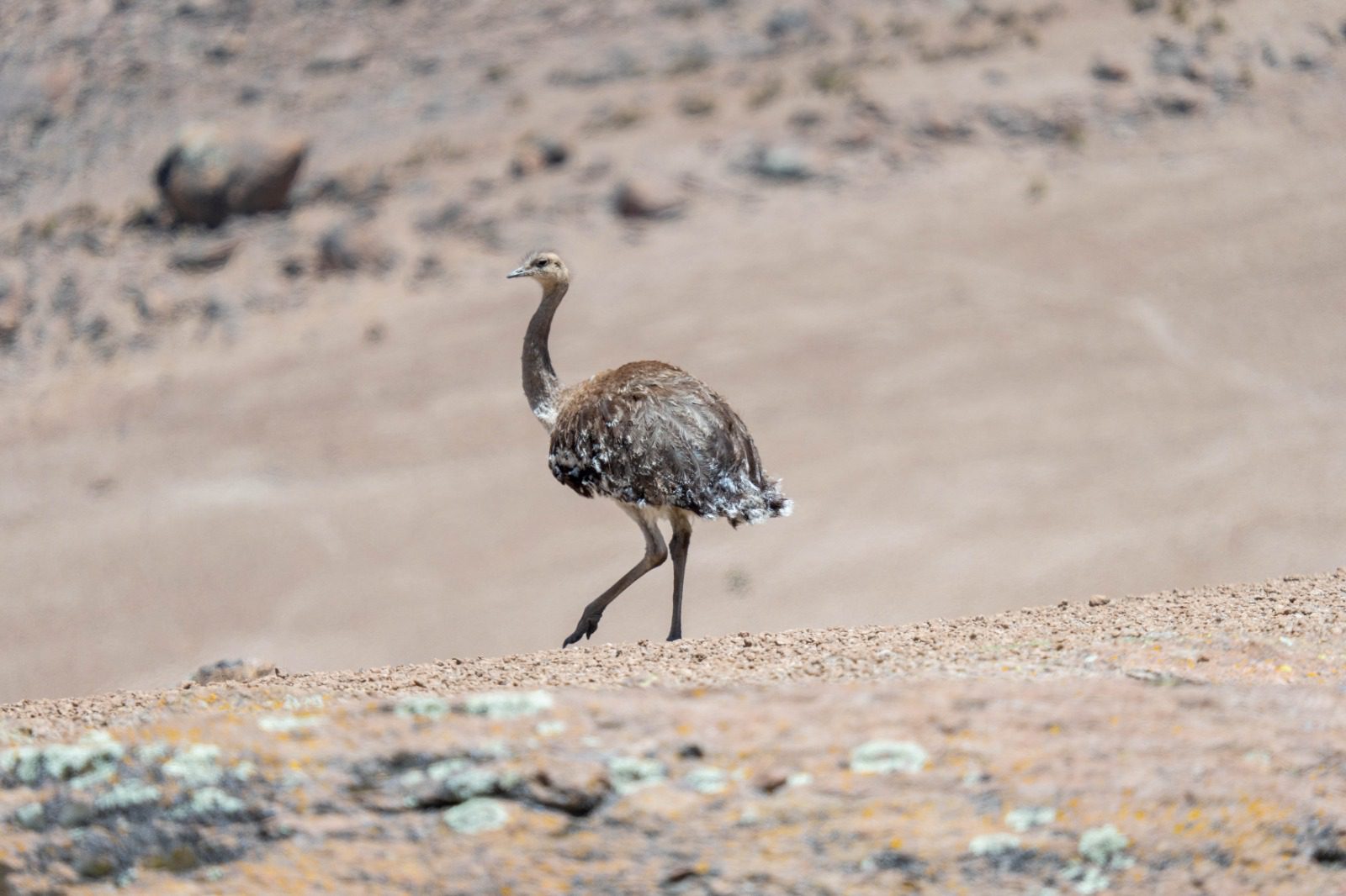 Se desarrolló la segunda fase del III Censo Nacional del suri en Moquegua 1 Tercer Censo Nacional del suri en Moquegua 11122025 2 La Prensa Regional