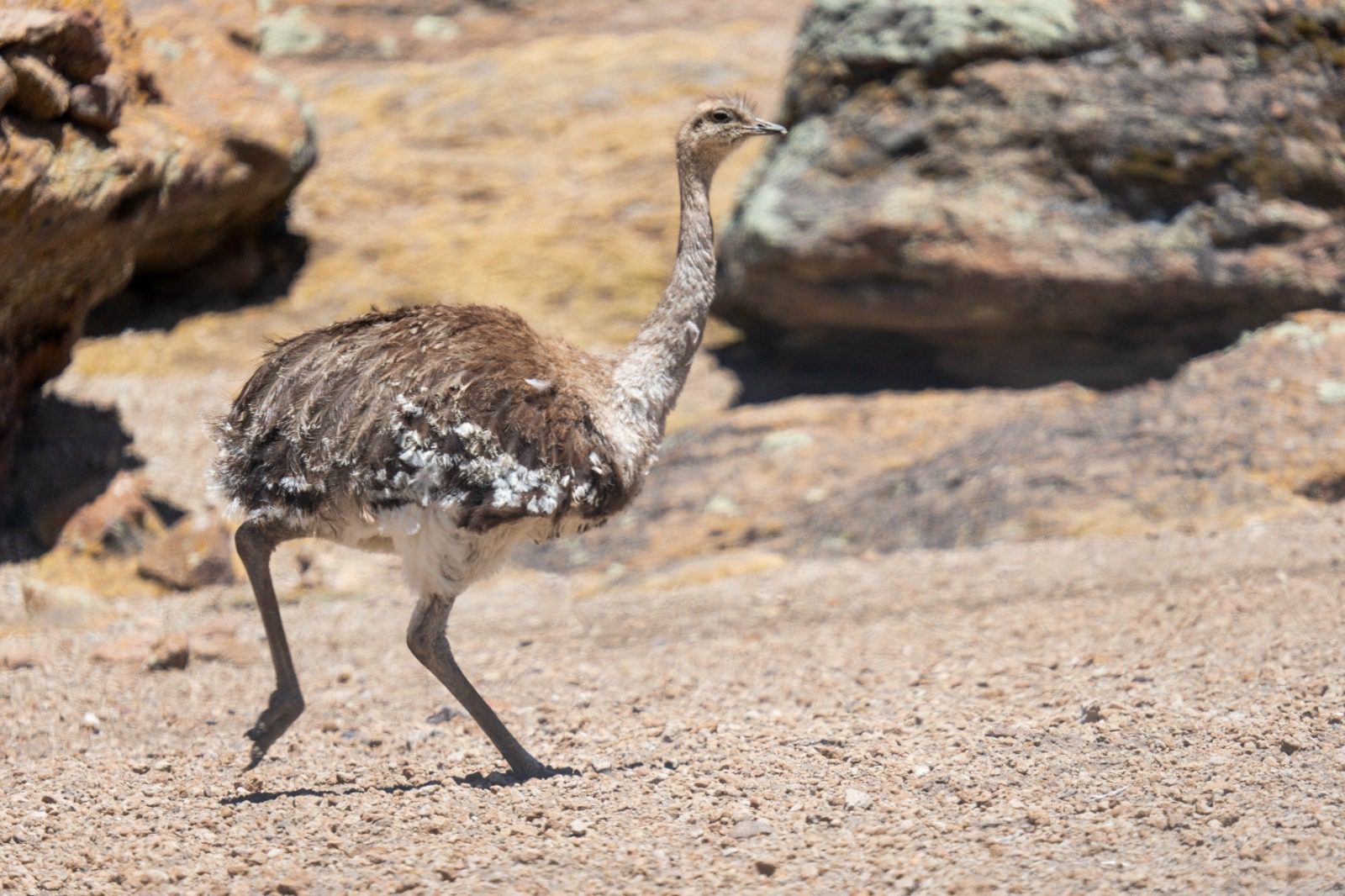 Se desarrolló la segunda fase del III Censo Nacional del suri en Moquegua 2 Tercer Censo Nacional del suri en Moquegua 11122025 5 La Prensa Regional