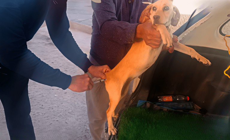 Más de 70 mascotas atendidas en Punta de Bombón