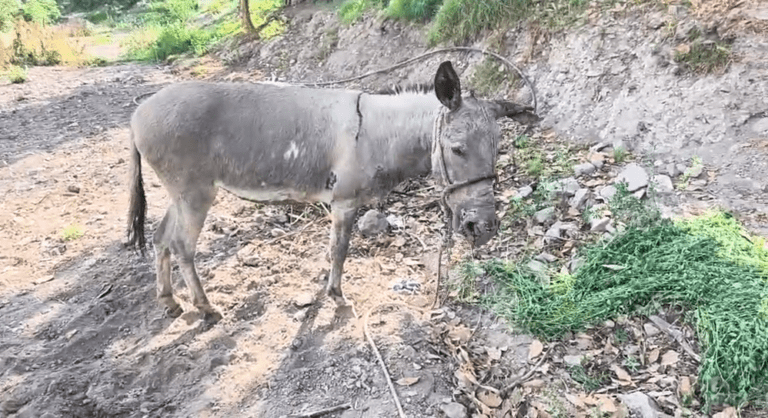 Animalistas auxilian a burrita herida tras denuncia de presunto maltrato