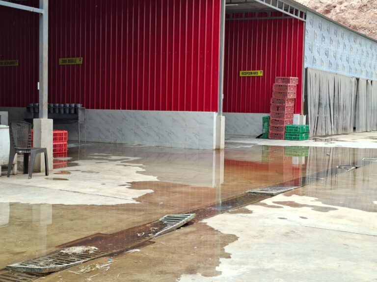 EPS Moquegua y OEFA intervienen camal de pollos clandestino por vertimiento de aguas residuales