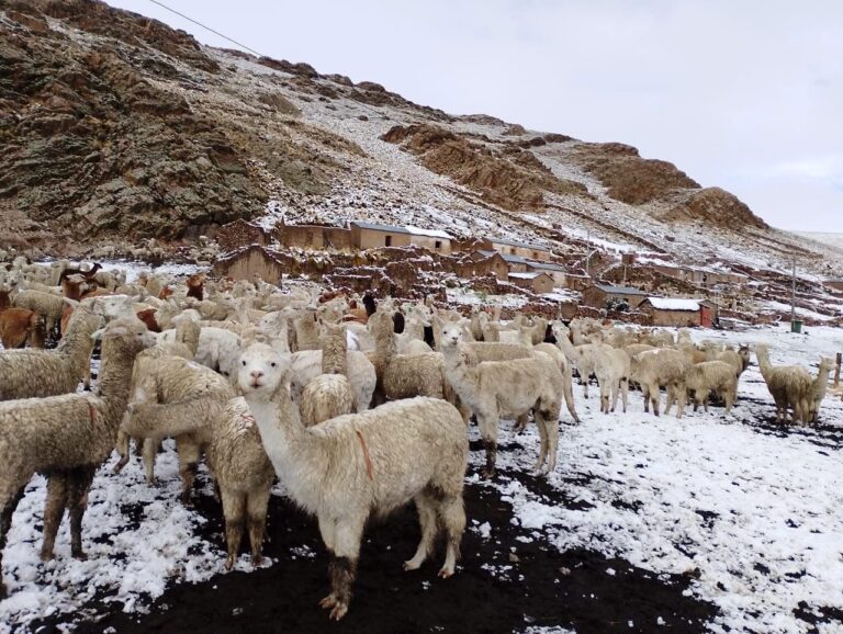 Comuneros de Santa Lucía de Salinas reportan muerte de alpacas por heladas