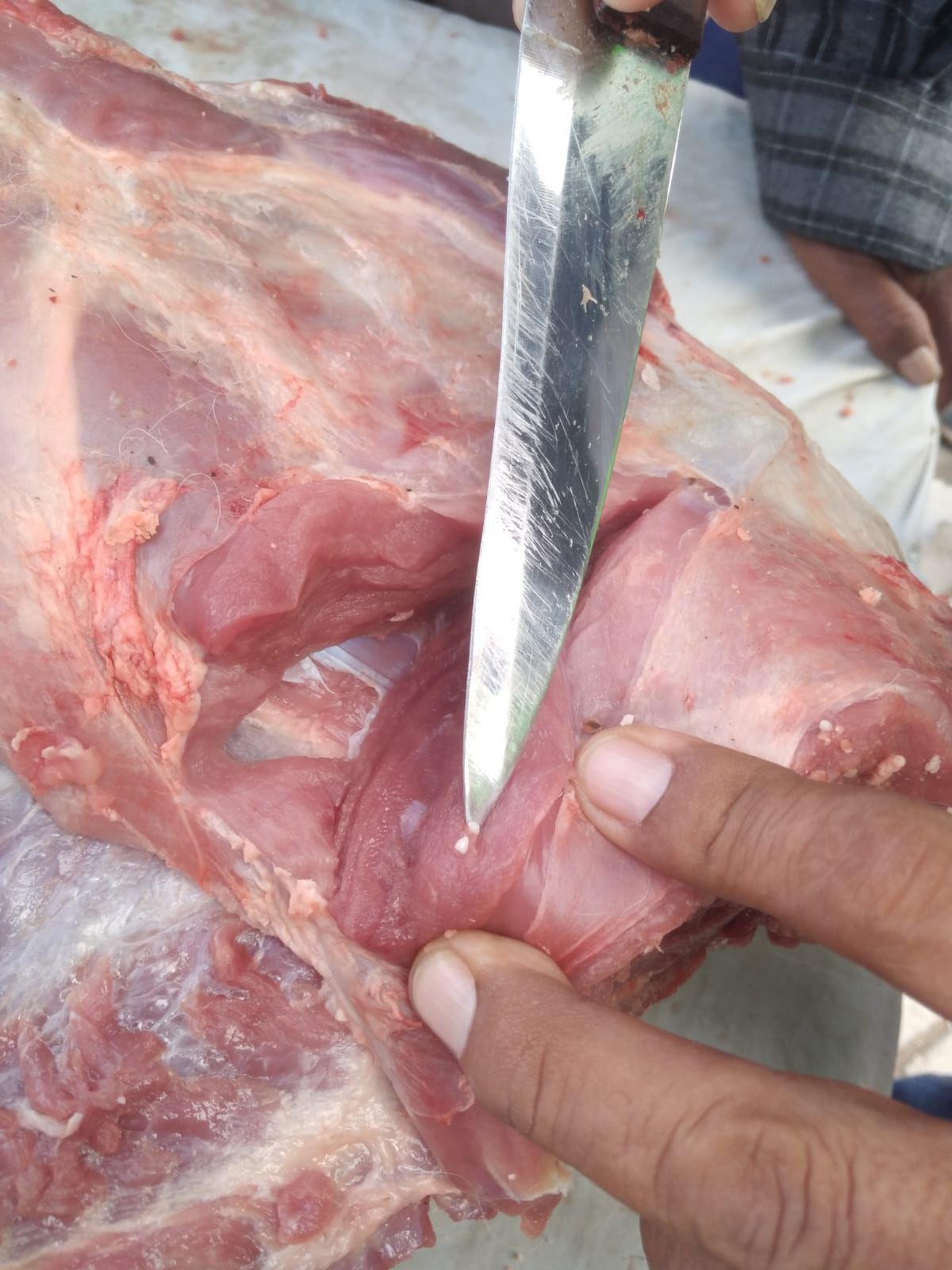 Detectan carne con presuntos signos de sarcosistosis en feria de Yacango 2 Incautan carne en mal estado en Moquegua 22012026 1 La Prensa Regional