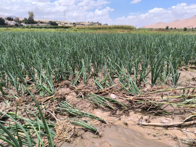Agricultores advierten pérdidas de cultivos tras desborde de río Moquegua