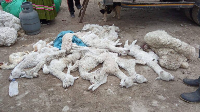 Cerca de 500 camélidos mueren tras intensas nevadas en Ubinas