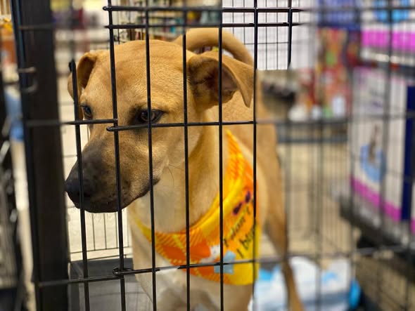 Feria de adopciones para promover el cuidado responsable de mascotas en San Antonio