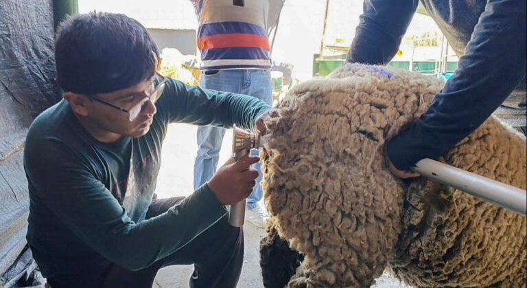 Islay fue sede de jornada técnica para criadores de ovinos