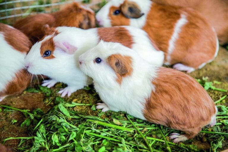 Criadores de cuyes en San Antonio habrían aumentado de 60 a 105 