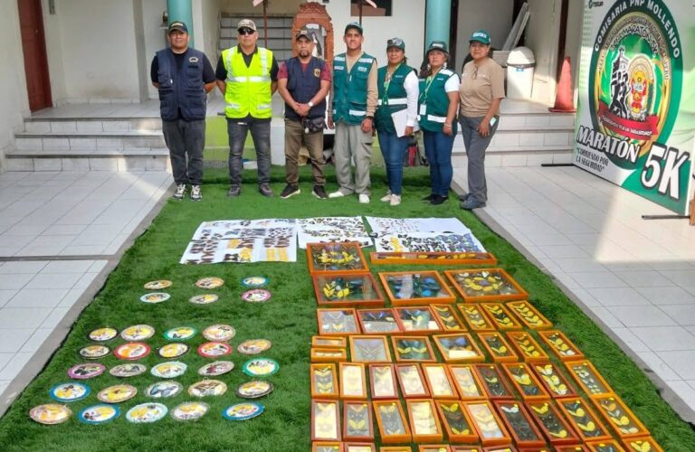 Decomisan más de 500 mariposas disecadas en Mollendo