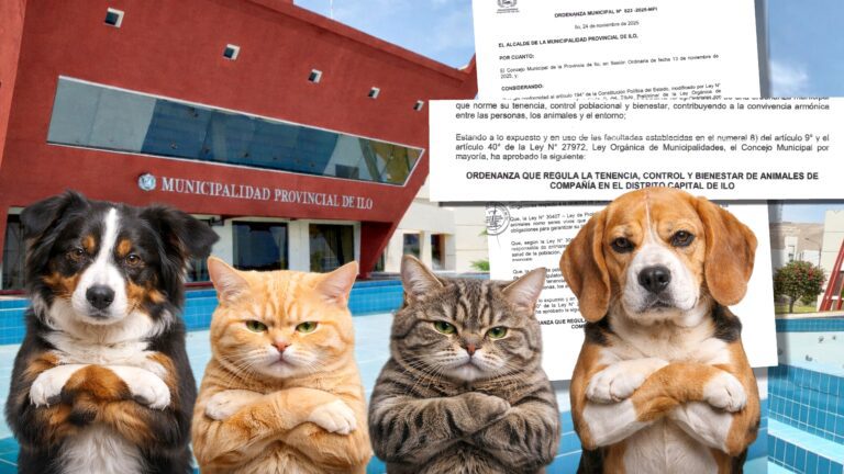Inoperancia municipal en la MPI deja en el desamparo a las mascotas en Ilo