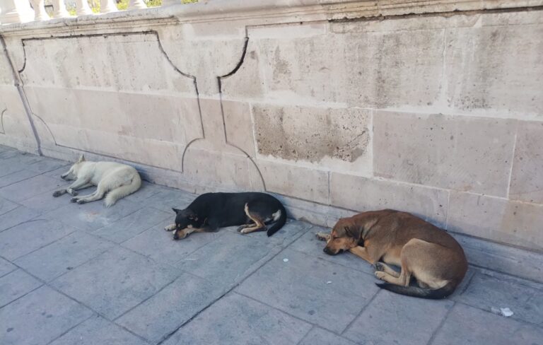 Ataque a menor refuerza llamado contra la proliferación de perros callejeros