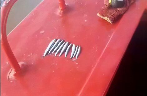 Pescadores artesanales denuncian pesca indiscriminada de anchoveta juvenil en el sur