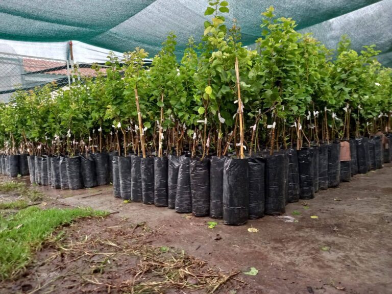 Buscan convertir a Carumas en uno de los mayores distritos productores de damasco de la región Moquegua