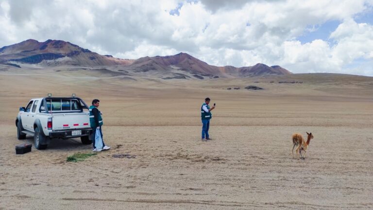 Serfor recupera y libera en su hábitat a ejemplar de vicuña en Moquegua