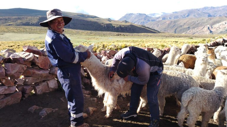 Vacunan más de 13 mil alpacas en Ubinas para prevenir enfermedades respiratorias