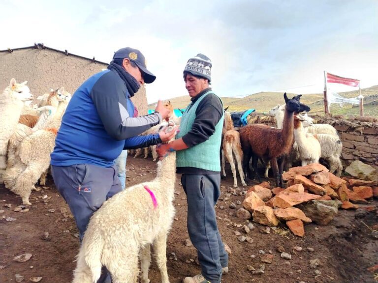 Vitaminan a más de mil crías de alpacas y llamas en Chojata