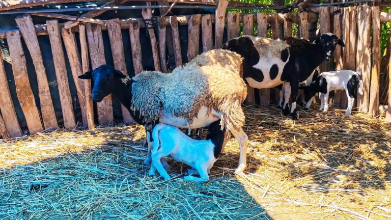 Primeras crías ovinas por inseminación artificial nacen en Islay