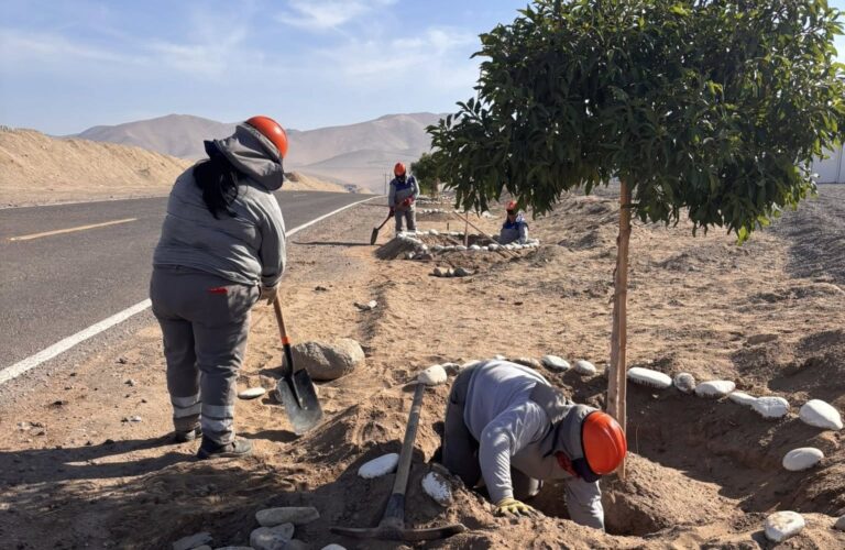 El Algarrobal impulsa plantación de árboles y ya supera el 30 % de avance