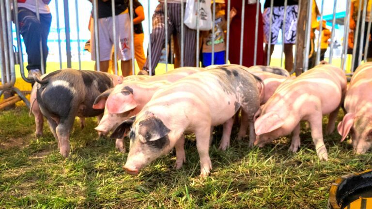Chucarapi será sede del III Festival Expo Porcino este 28 de marzo 