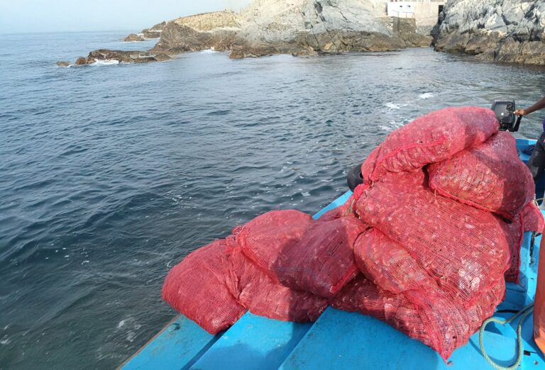 Ilo: Incautan 600 kilos de choros extraídos durante veda