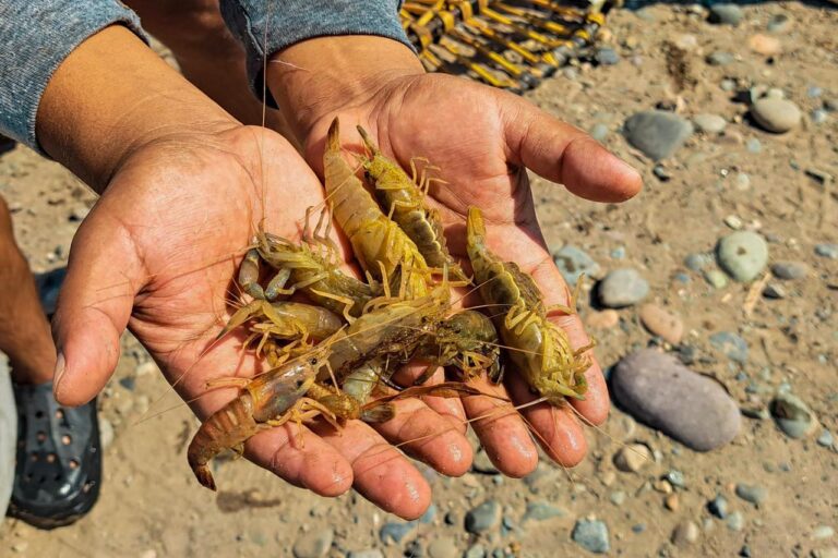 Persisten infracciones en el río Tambo por veda del camarón