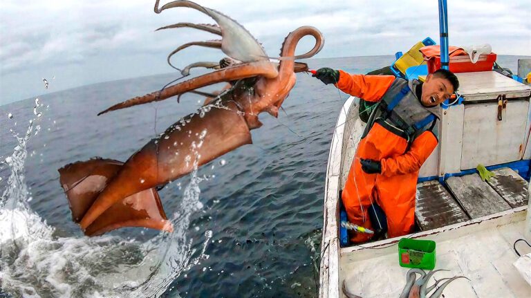 La pota peruana: riqueza amenazada en el Pacífico