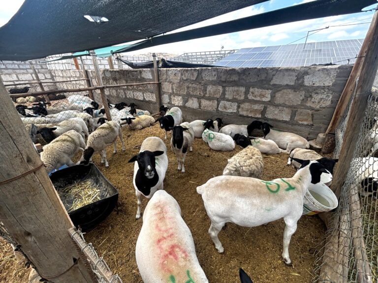 Avanzan mejoras genéticas para fortalecer la producción cárnica 