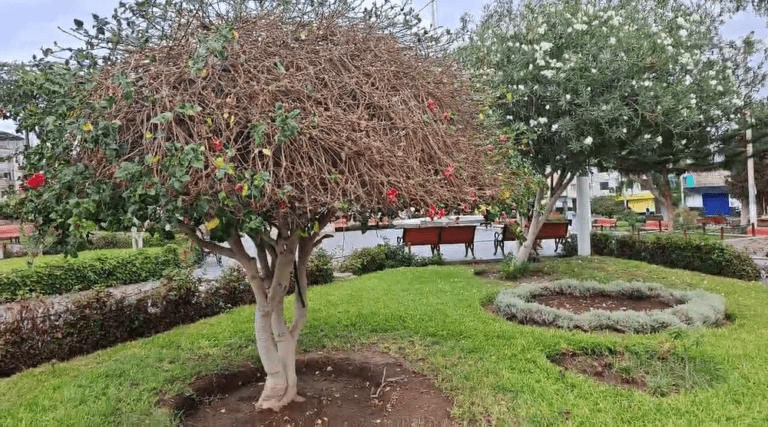 Plaga afecta áreas verdes y seca plantas en plaza de Ilo