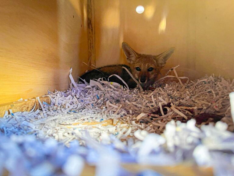 Serfor rescata zorro gris en Tacna y avanza su rehabilitación