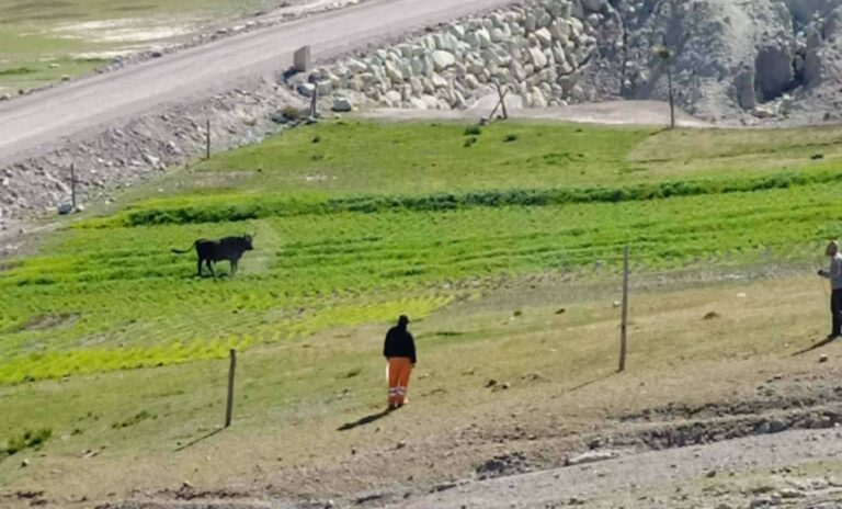 Toro agresivo genera temor entre pobladores de Ichuña