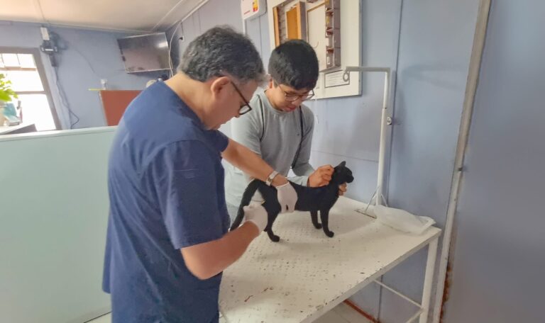 Promueven campaña anual de esterilización gratuita de perros y gatos