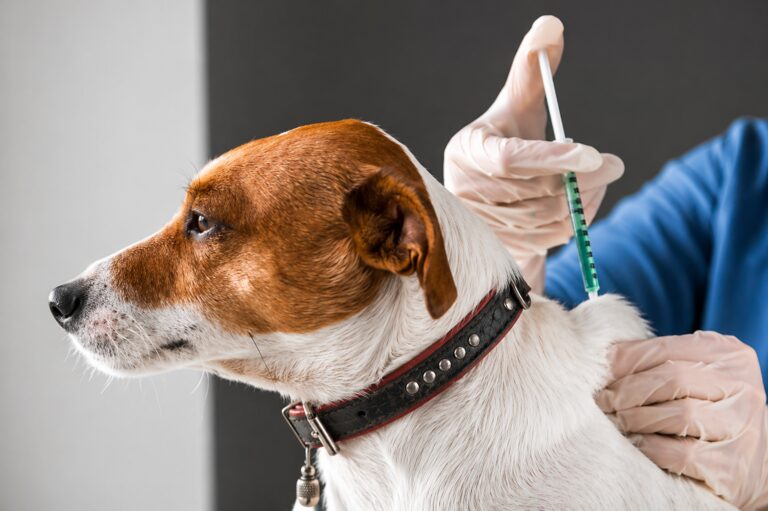 Moquegua contará con clínica veterinaria y centro de zoonosis municipal en septiembre