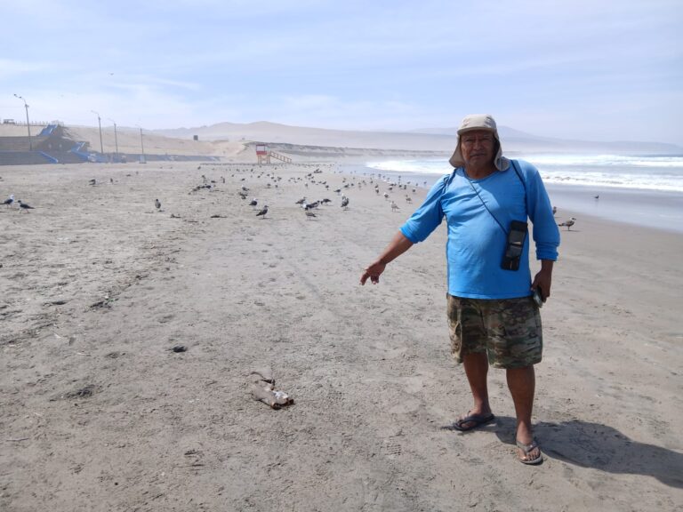 Varamiento masivo de pota en Ilo genera preocupación ambiental
